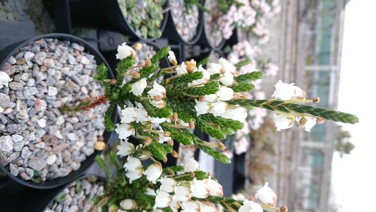 Cassiope 'Edinburgh' - 8cm pot 